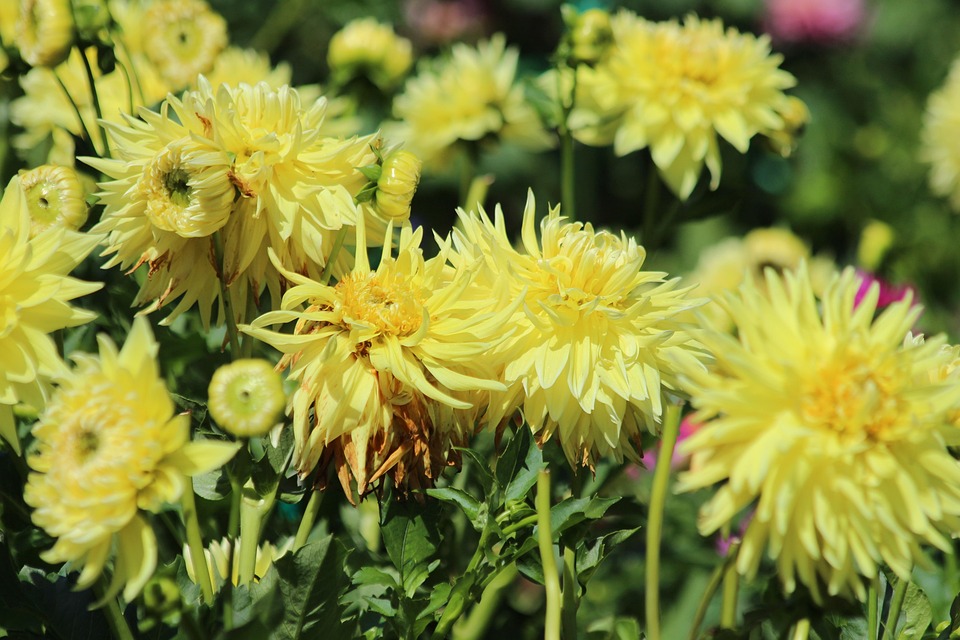 https://cdn.pixabay.com/photo/2018/12/27/06/33/dahlias-3897073_960_720.jpg