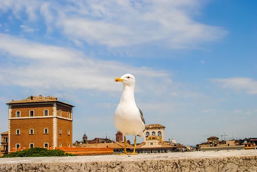 Rom, Vogel, Italien, Natur, Möwe, Flügel
