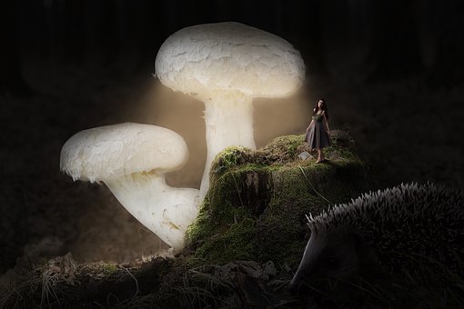 Free Night Mushroom photo and picture