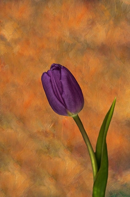 Download free HD stock image of Tulip Flower Free tulip flower garden illustration