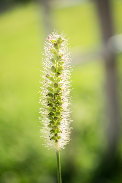 Free Grass Green photo and picture