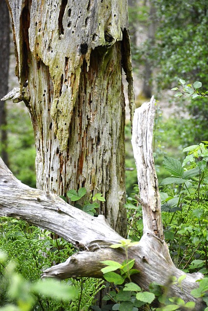 Free Decay Wood photo and picture