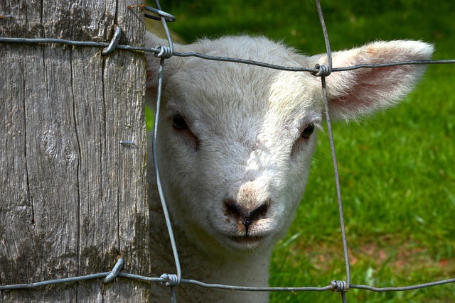 Free Lamb Fence photo and picture