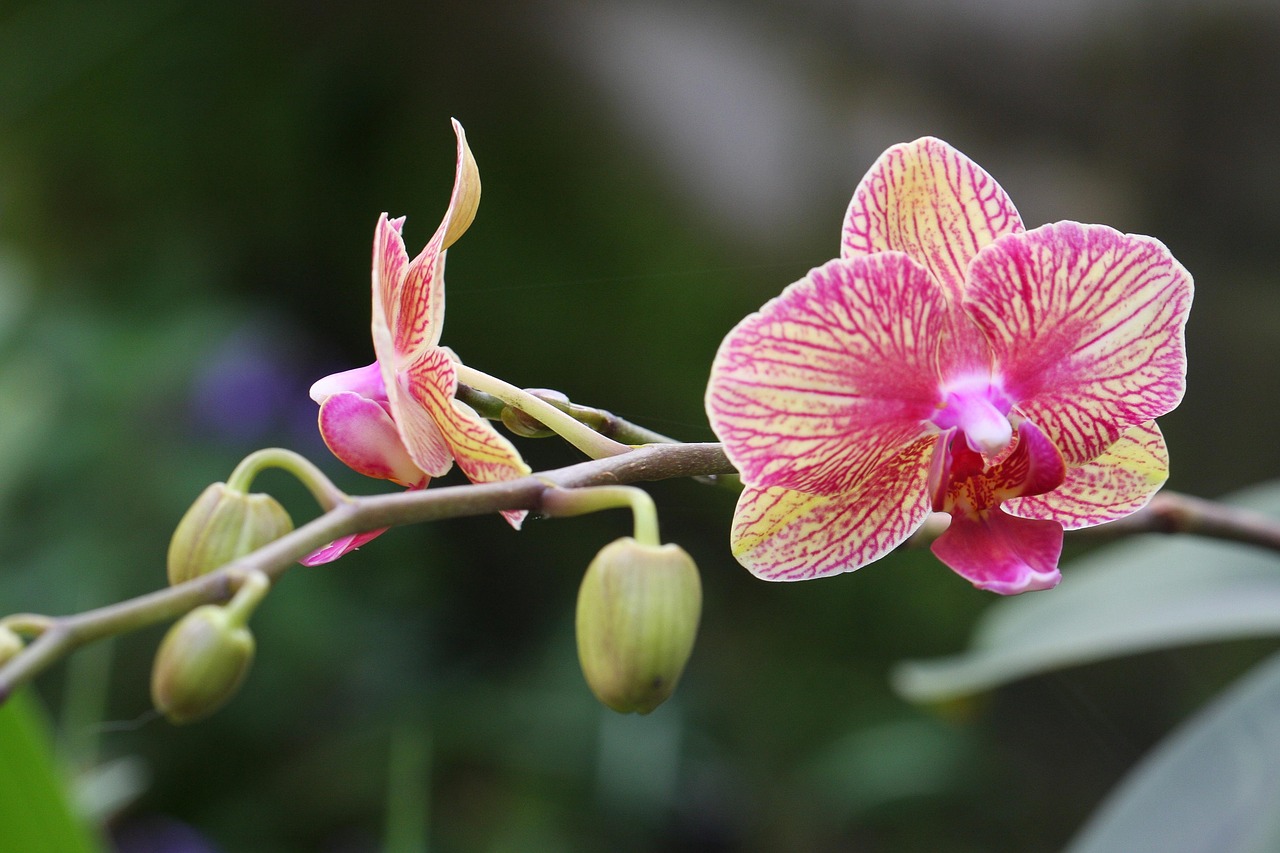 花 盛开 开花 - Pixabay上的免费照片 - Pixabay