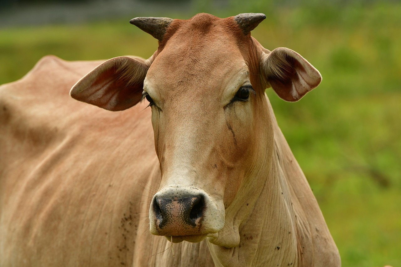 Livestock - free online jigsaw puzzle photo