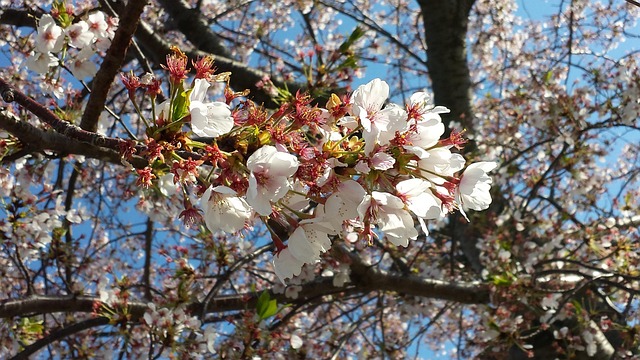 Free Cherry Flower photo and picture