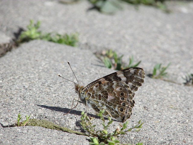 Butterfly, Vleugel, Dier, Beestje