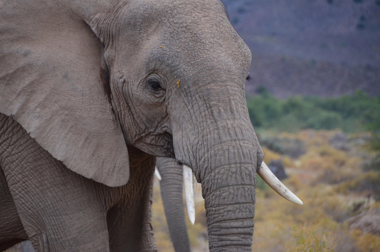 African Elephant - free online jigsaw puzzle photo