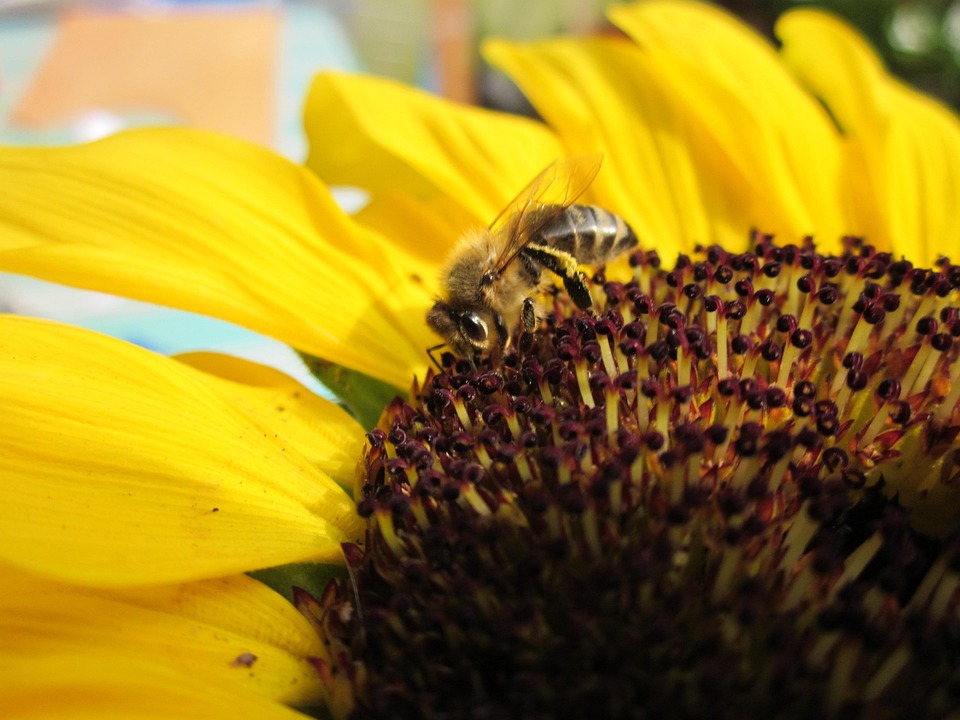 Bee Sunflower Summer Close - Free photo on Pixabay - Pixabay