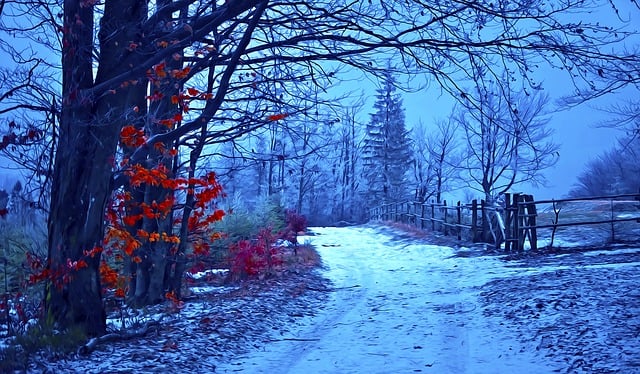 Free way forest beskids illustration