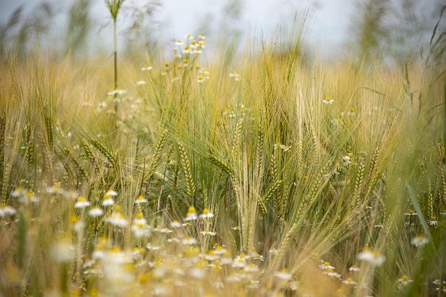 Free Barley Bio photo and picture