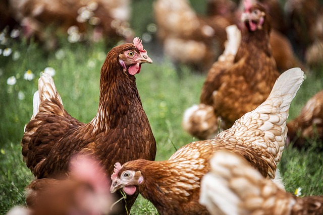 Free Hen Bio photo and picture