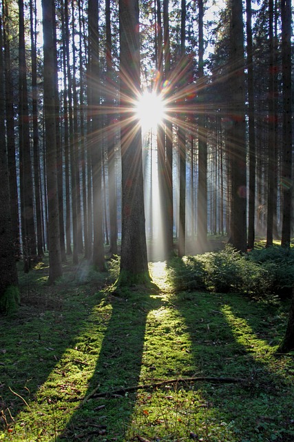 Sonne Sonnenstrahlen Wald Kostenloses Foto Auf Pixabay Pixabay Sonne Sonnenstrahlen Wald Kostenloses Foto Auf Pixabay Pixabay