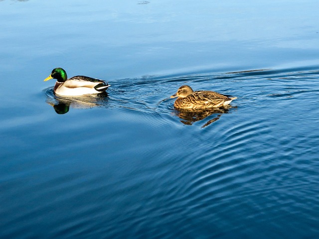 Free Duck Water photo and picture