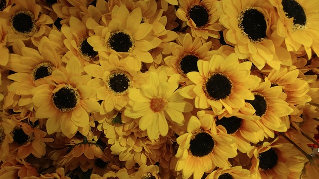Free Given Sunflower photo and picture