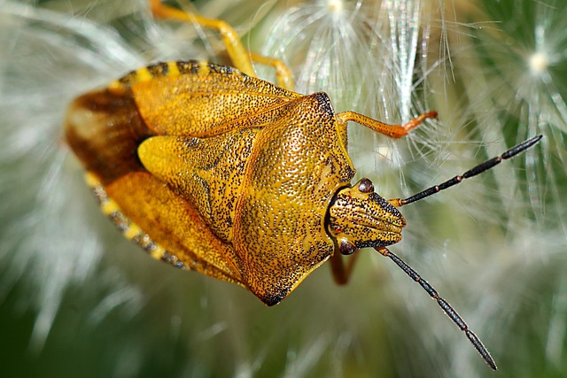 Free Carpocoris Purpureipennis Insect photo and picture