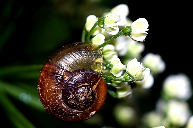 Free Seashell Snail photo and picture