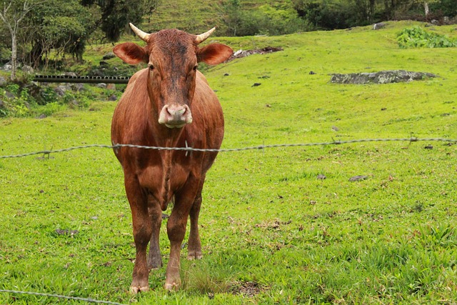 Free Boi Horns photo and picture