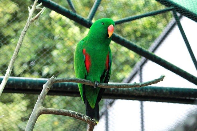 Free Parrot Bird photo and picture