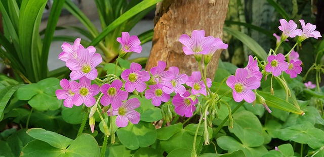 Free Shamrock Pink photo and picture