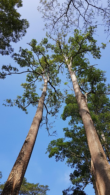 Free Forest Mountain photo and picture