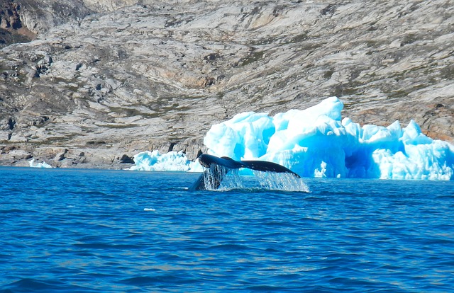 Free Greenland Whale photo and picture