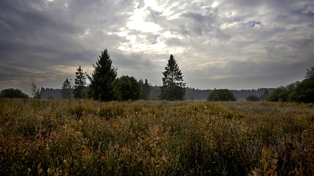 Ardennes, Belgia, Natura, Sumbru