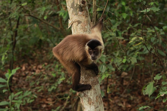 Free Monkey The Capuchin Monkey photo and picture