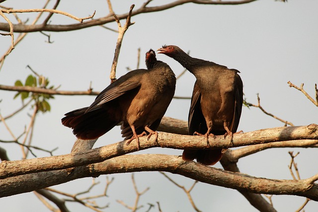 Free Aracuã-Of-The Pantanal Aracuã photo and picture