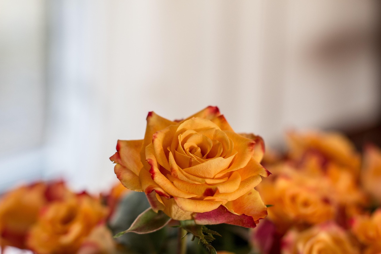 Rose Bouquet De Fleurs Orange - Photo gratuite sur Pixabay - Pixabay
