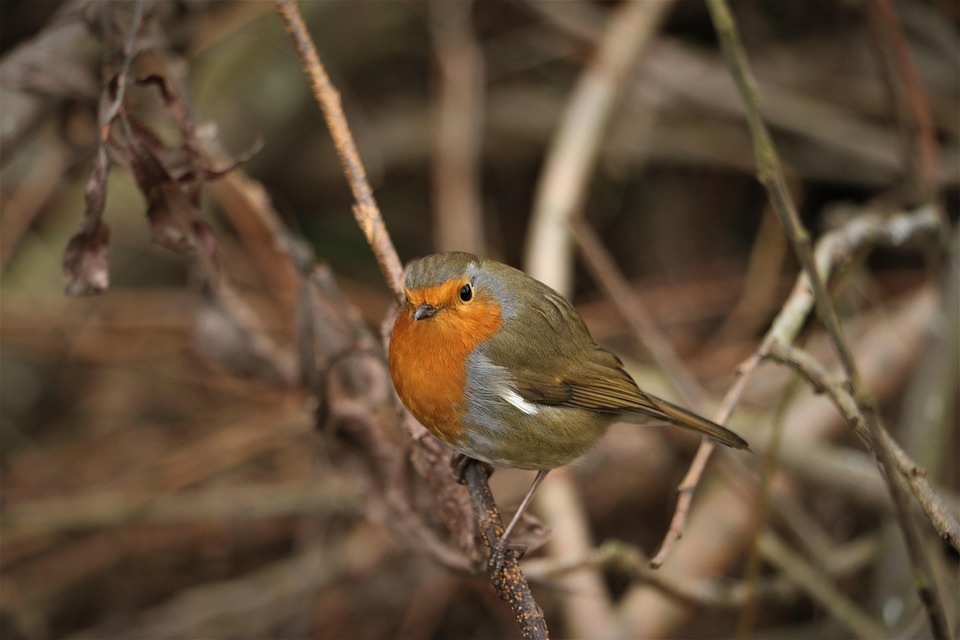 robin bird red free