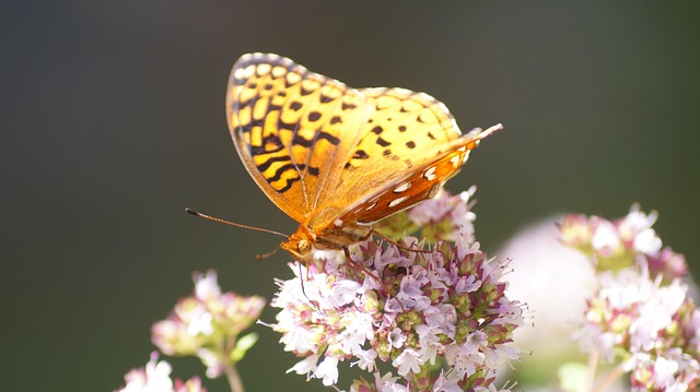 Free Nature Summer photo and picture
