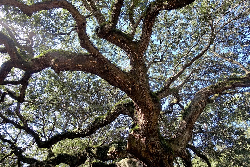 live-oak-3906154_960_720.jpg