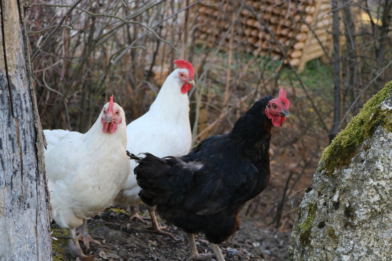  Animal Nature Huhn - Kostenloses Foto auf Pixabay - Pixabay Motiv 