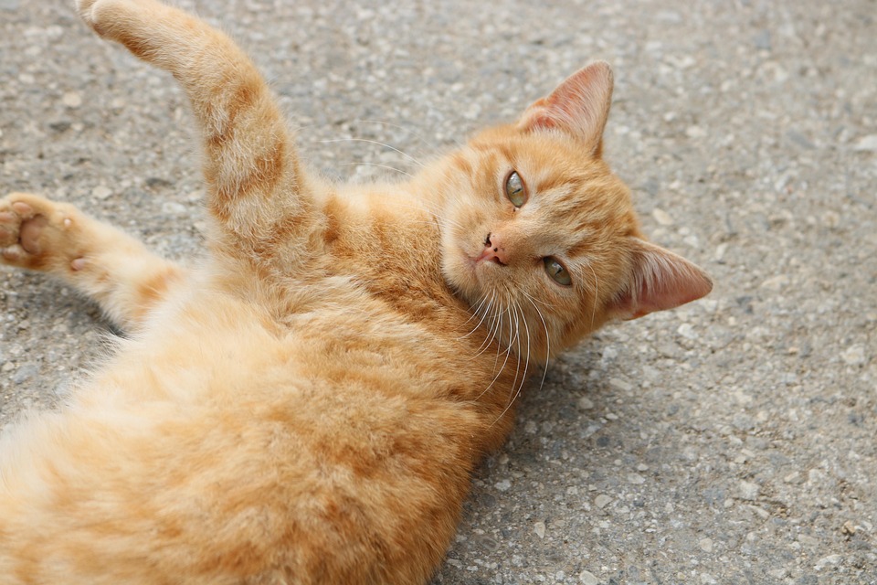 고양이 동 애완 동물 야생 - Pixabay의 무료 사진 - Pixabay