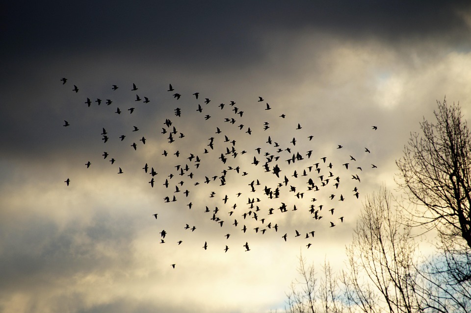 Burung Sebuah Perkumpulan Kawanan Foto Gratis Di Pixabay
