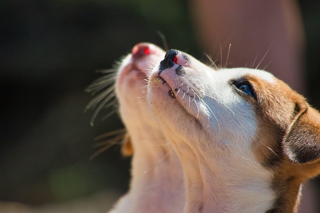 300+ Free Beg & Begging Images - Pixabay
