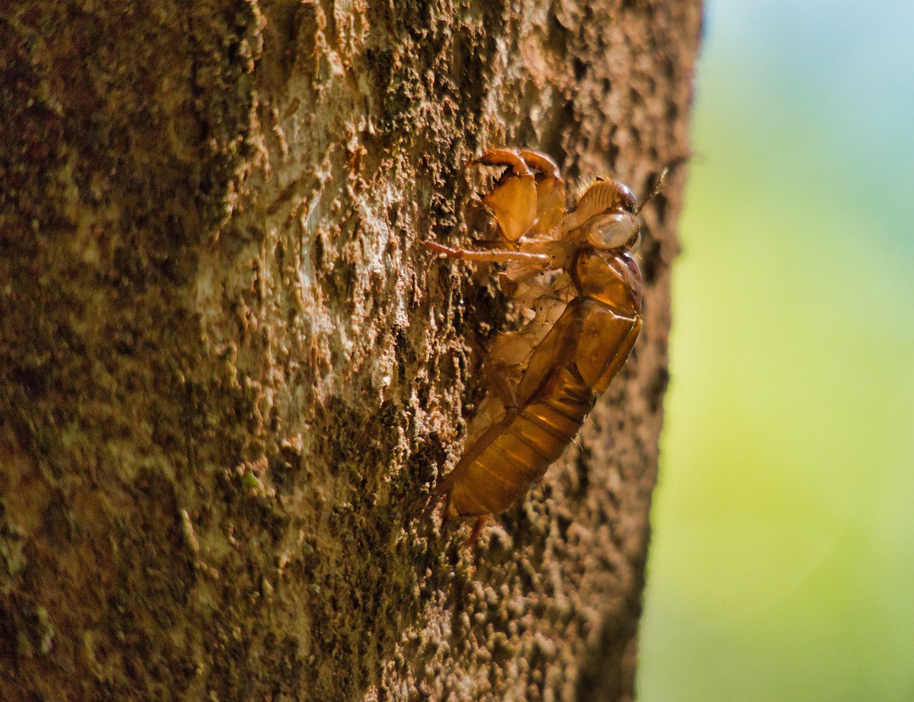 Cicada - free online jigsaw puzzle photo