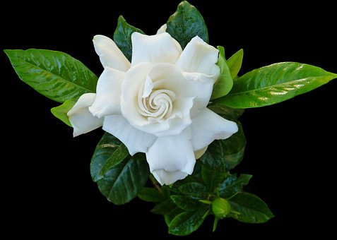 80+ Gambar Bunga Gardenia Terbaru 80+ Gambar Bunga Gardenia Terbaru