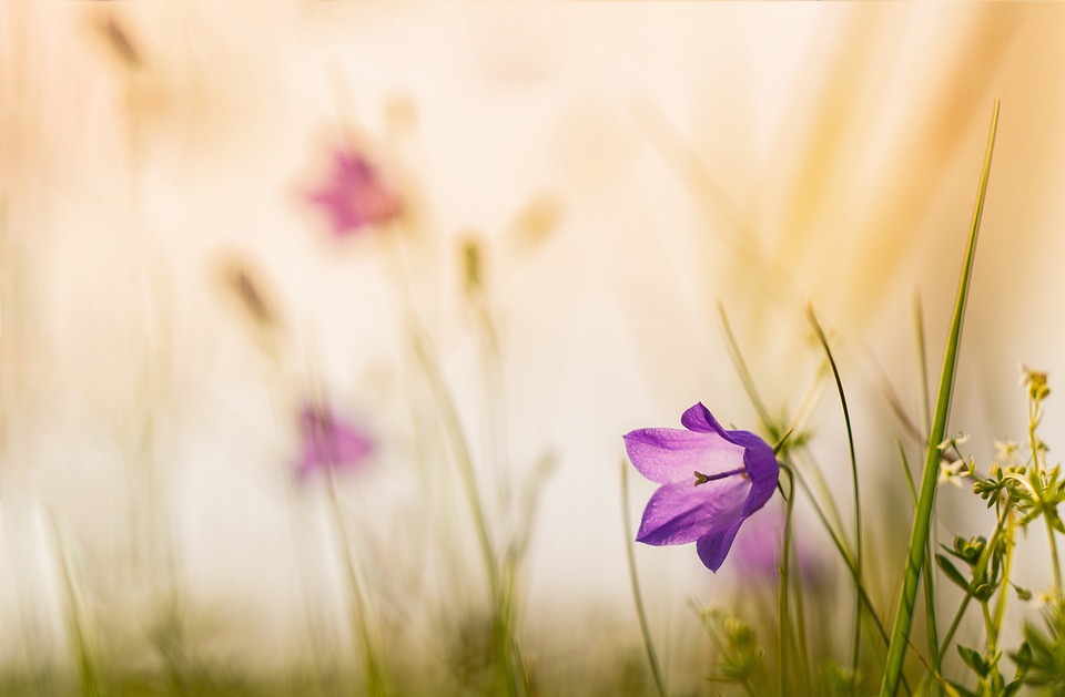 Flower Tomorrow Nature Free photo on Pixabay
