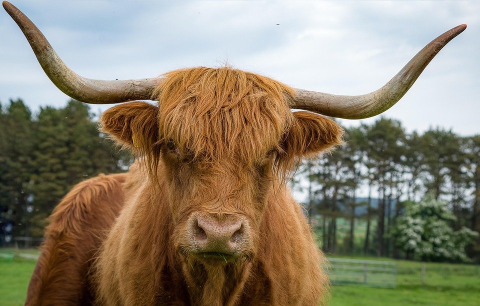 Highlandrind Beef Highlands - Free photo on Pixabay