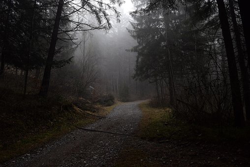 Free Forest Path Fog photo and picture