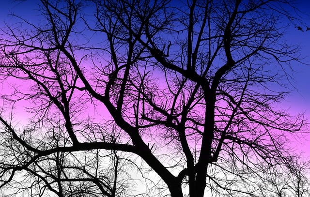 Free tree winter bare tree illustration