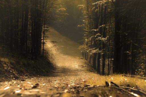 Free Forest The Path photo and picture