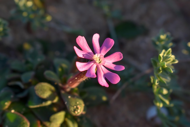Free Flower Formentera photo and picture