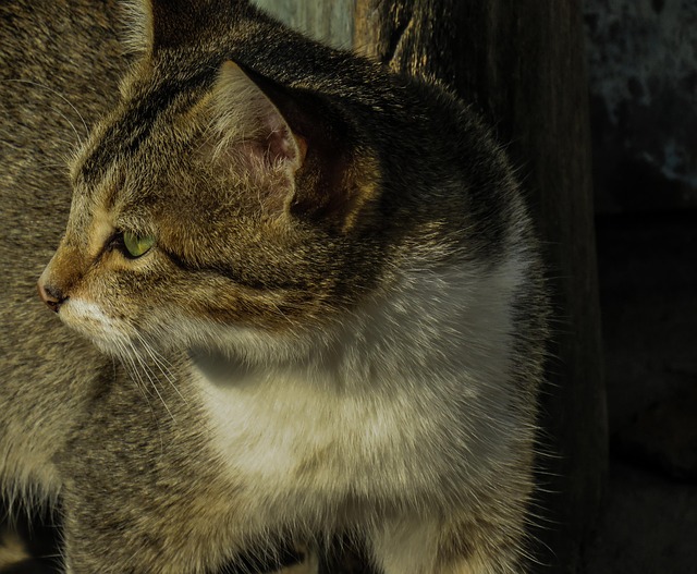 Free Cat Kitty photo and picture