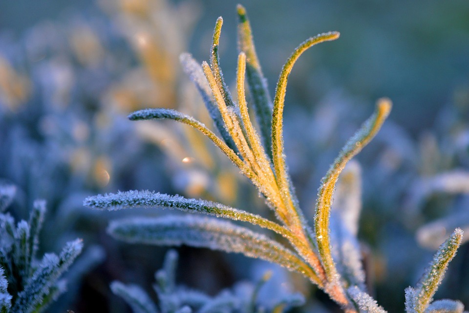 Lavender Frost Ice Crystals Close Free photo on Pixabay
