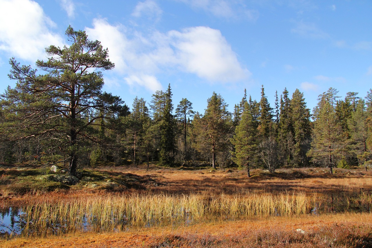 Autumn - free online jigsaw puzzle photo