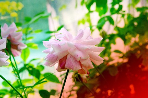 Rose, Træ, Lyserød, Natur, Plante