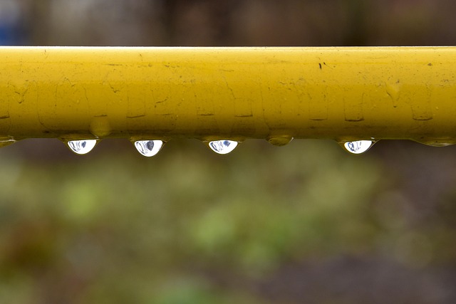 Free Drops Rain photo and picture
